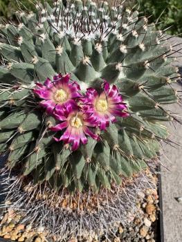 Mammillaria erythraea